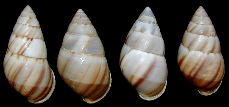 Amphidromus inversus inversus (Muller, 1774)