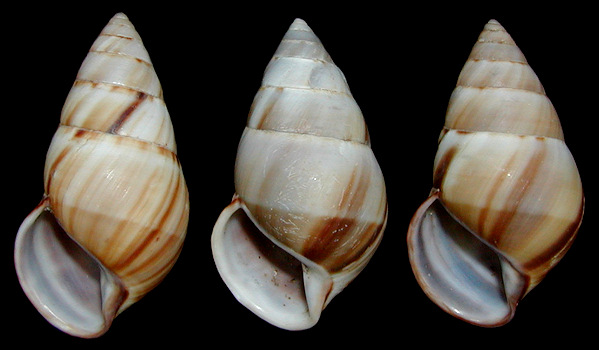 Amphidromus inversus inversus (Muller, 1774)