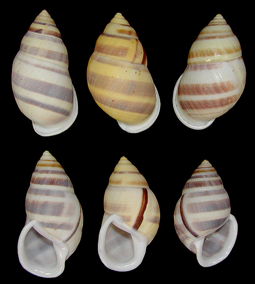 Amphidromus heerianus robustus Fulton, 1896