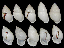 Amphidromus atricallosus leucoxanthus (von Martens, 1854)