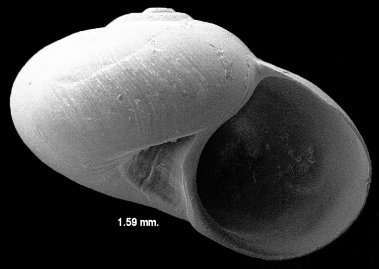 Solariorbis petitii (P. Fischer, 1857) Fossil