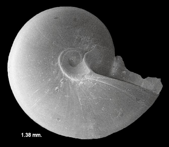 Solariorbis petitii (P. Fischer, 1857) Fossil