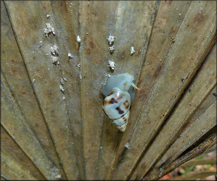 Drymaeus dormani (W. G. Binney, 1857) Manatee Treesnail In Situ