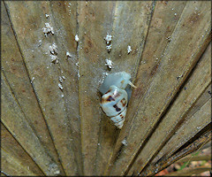 Drymaeus dormani (W. G. Binney, 1857) Manatee Treesnail In Situ