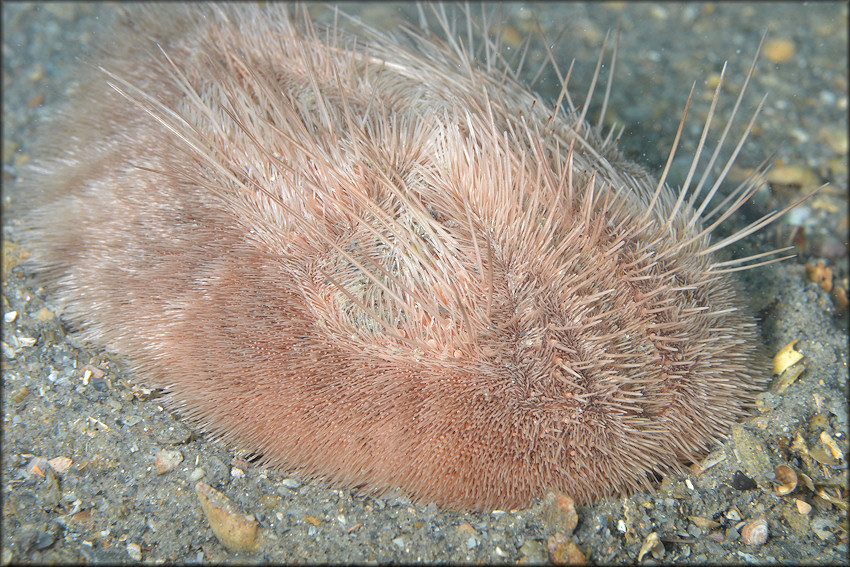 Plagiobrissus grandis (Gmelin, 1788) "Long-spined Sea Biscuit"