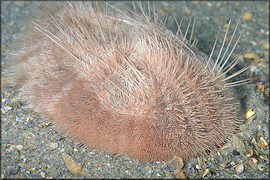 Plagiobrissus grandis (Gmelin, 1788) "Long-spined Sea Biscuit"