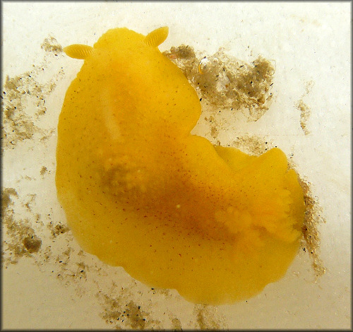 Doriopsilla pharpa Er. Marcus, 1961 Lemon Drop
