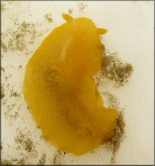 Doriopsilla pharpa Er. Marcus, 1961 Lemon Drop