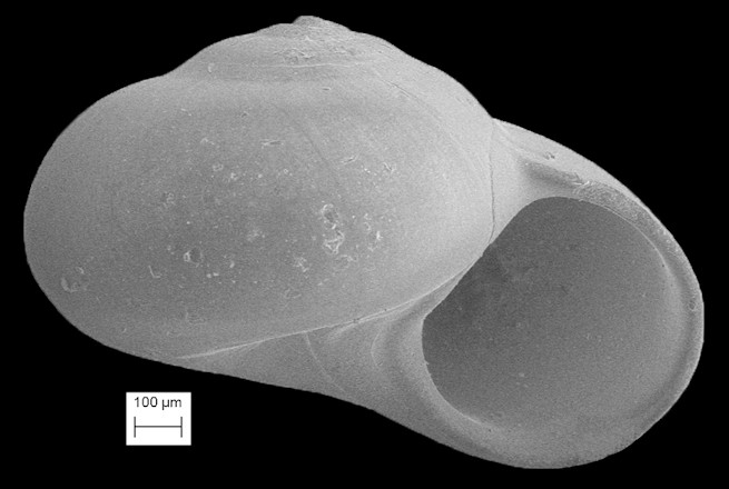 Teinostoma parvicallum Pilsbry and McGinty, 1945