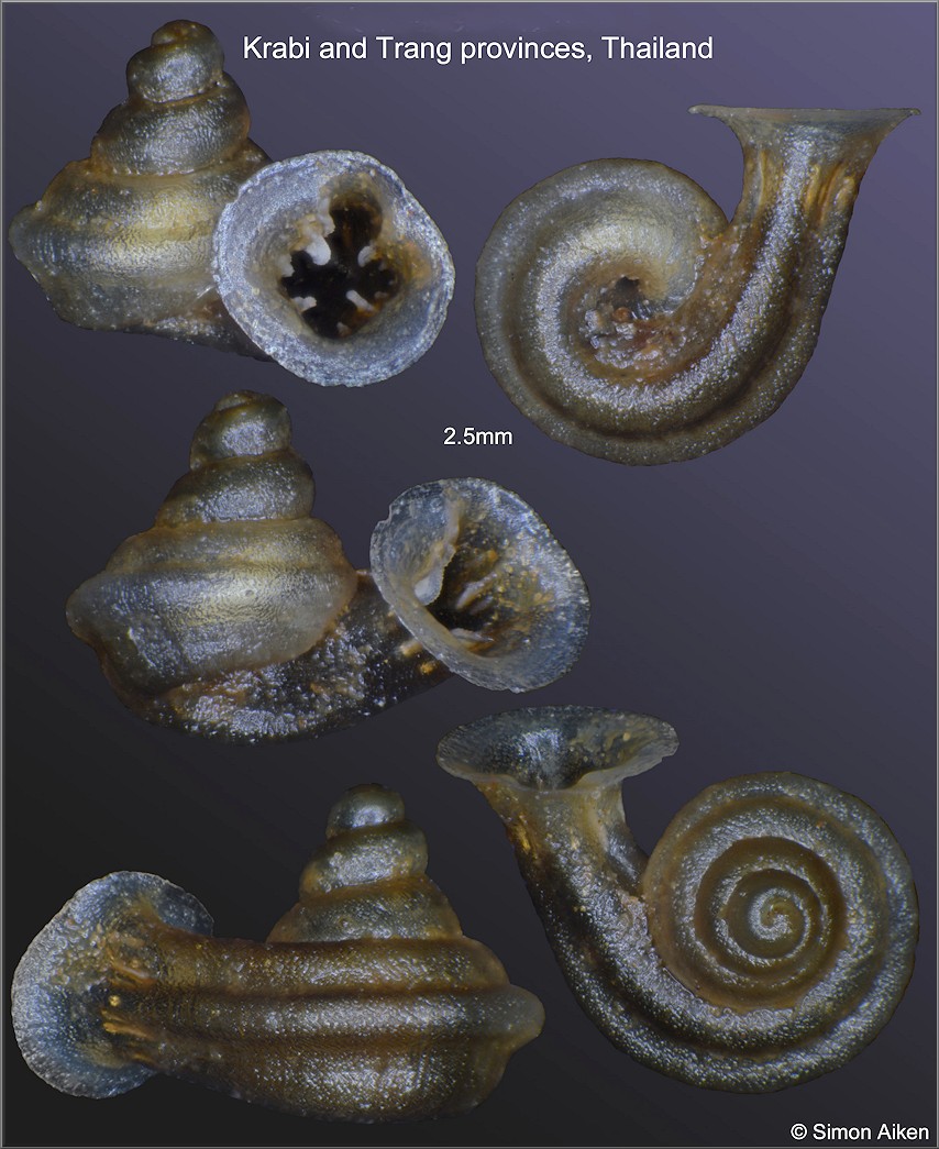 Gyliotrachela phoca Tongkerd and Panha, 2013