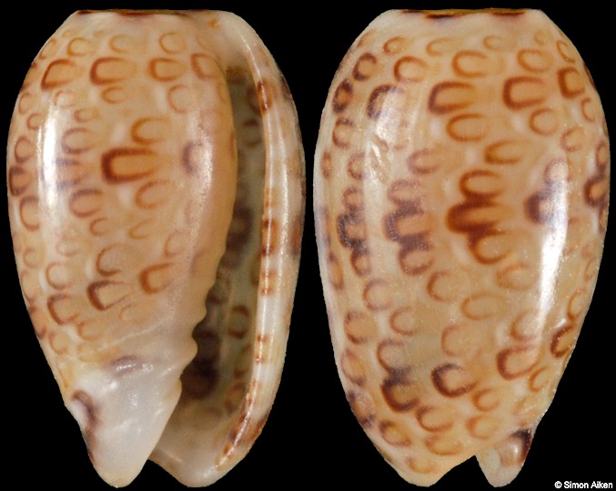 Persicula phrygia (G. B. Sowerby II, 1846)