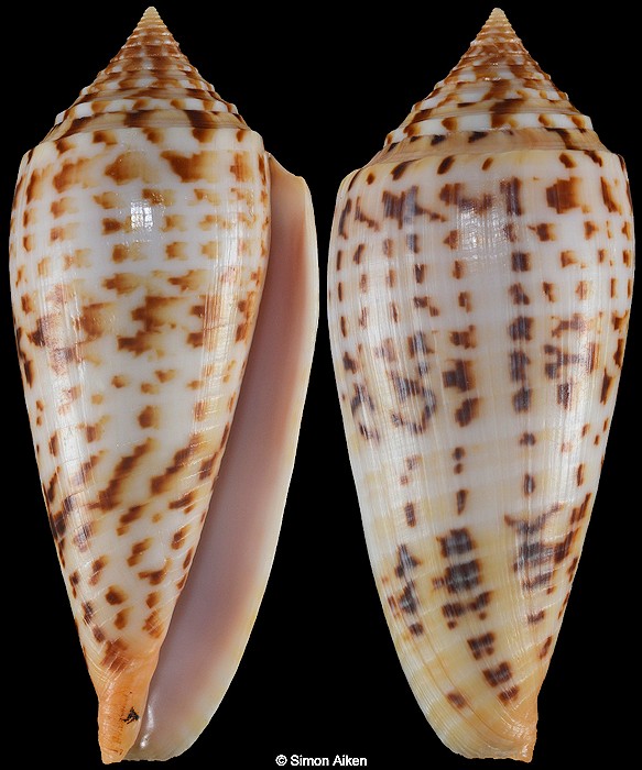 Conus pretiosus G. Nevill and H. Nevill, 1874