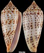 Conus pretiosus G. Nevill and H. Nevill, 1874