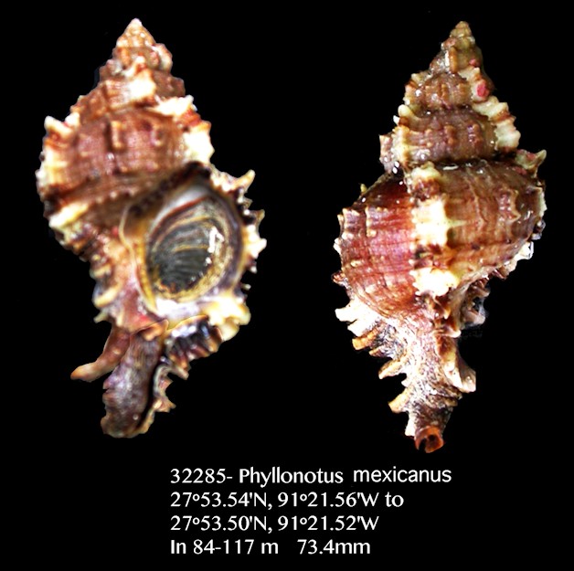 Phyllonotus mexicanus (Petit de la Saussaye, 1852)