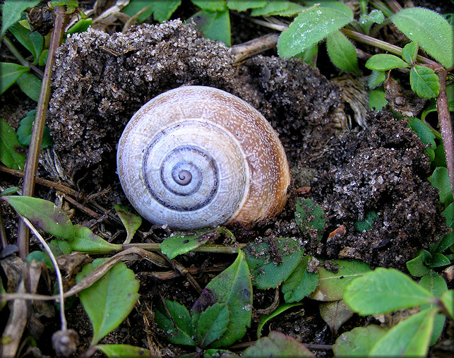 Otala punctata (Mller, 1774) Egg Laying