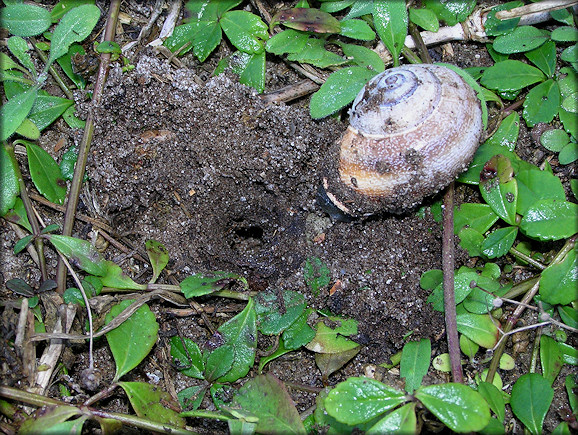 Otala punctata (Mller, 1774) Egg Laying