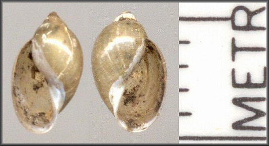 Dextral Physella heterostropha (Say, 1817)