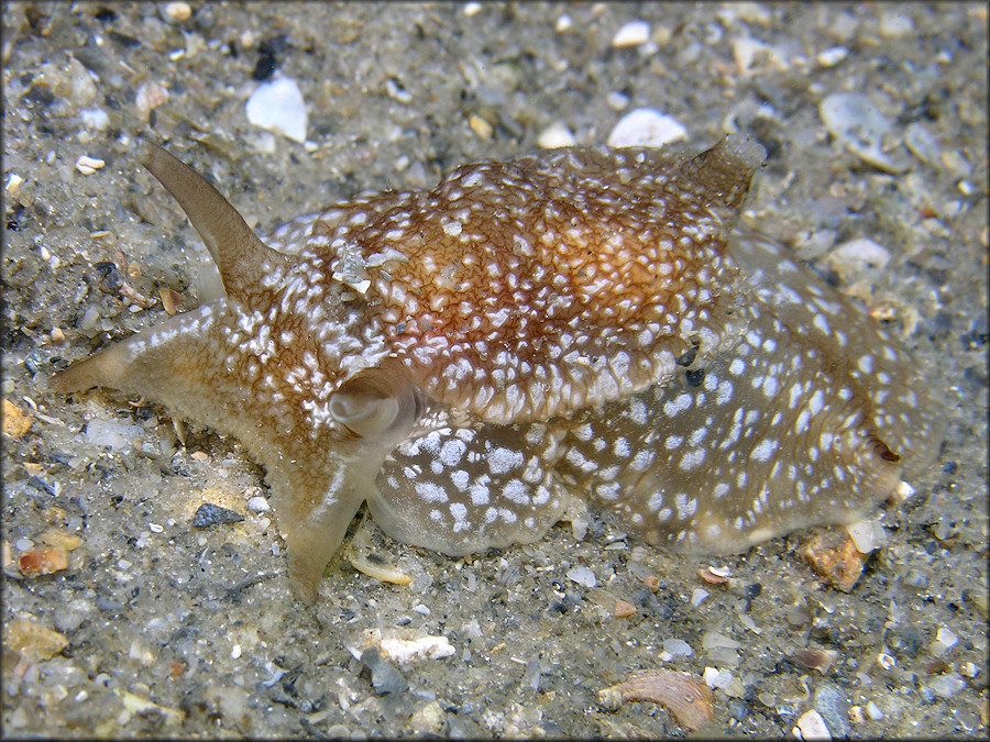 Pleurobranchaea inconspicua Bergh, 1897 Inconspicuous Sidegill-slug