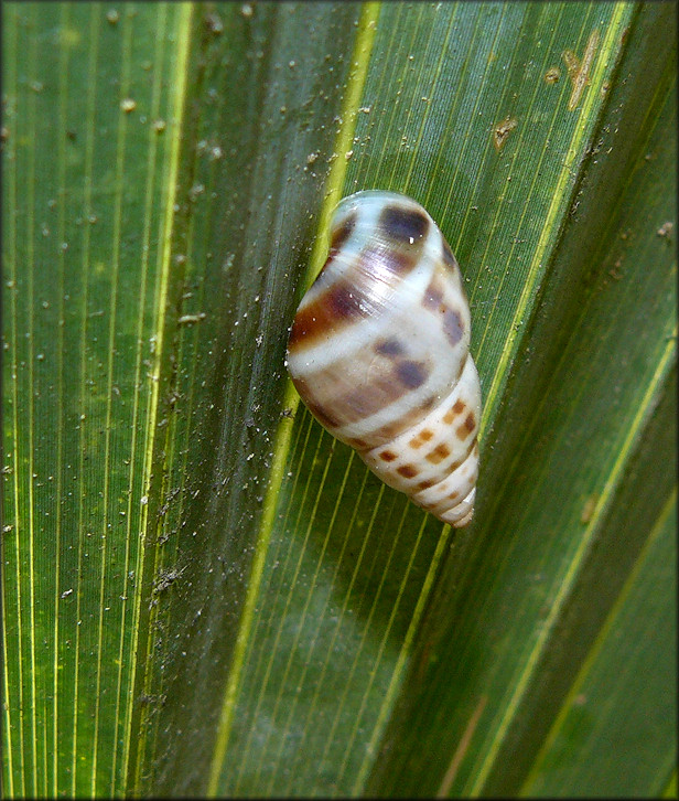 Drymaeus dormani (W. G. Binney, 1857) Manatee Treesnail In Situ