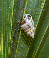 Drymaeus dormani (W. G. Binney, 1857) Manatee Treesnail In Situ