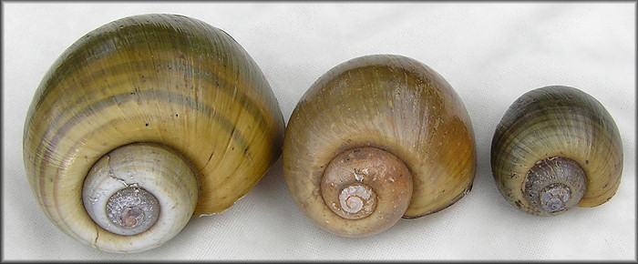 Pomacea species Brasil