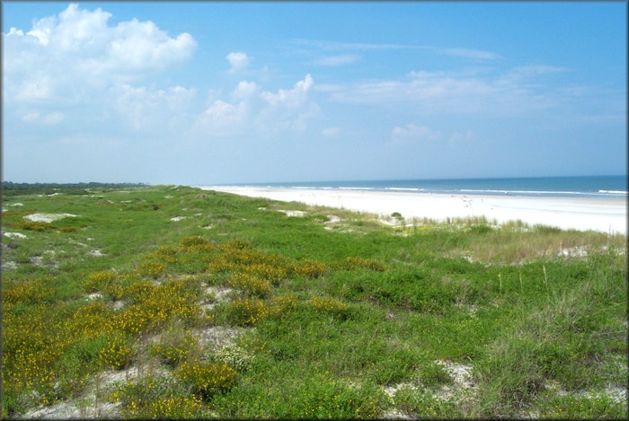 Dunes at Little Talbot Island State Park 7/29/2003