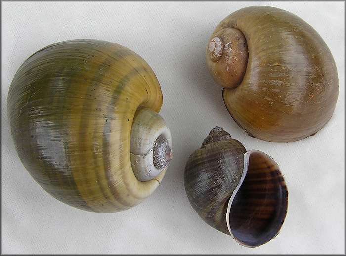 Pomacea species Brasil