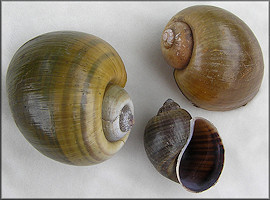 Channeled Apple Snail - Boca de Valeria, Amazonia, Brasil