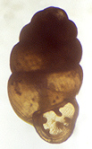 Vertigo bollesiana (Morse, 1865)  (1.8 mm.) 
