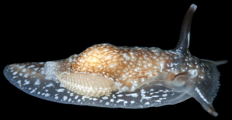 Pleurobranchaea inconspicua Bergh, 1897 Inconspicuous Sidegill-slug