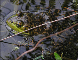 Bullfrog [Rana catesbeiana]