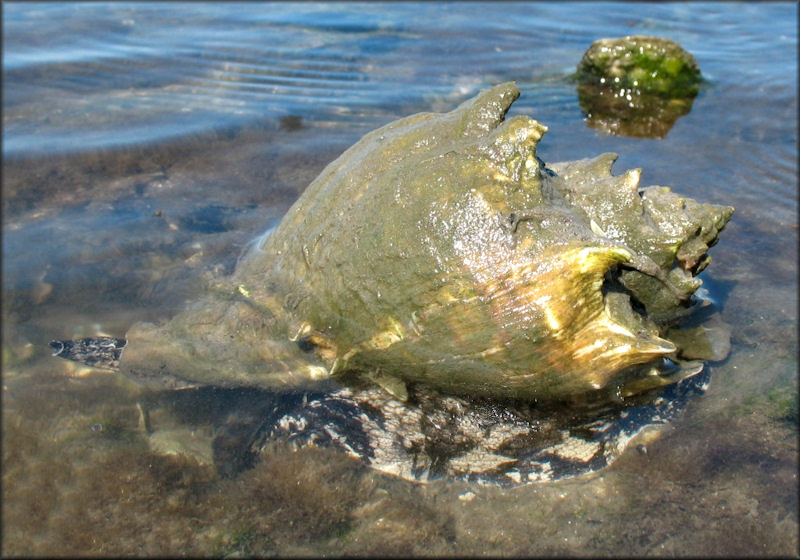 Melongena corona (Gmelin, 1791) Living Specimen