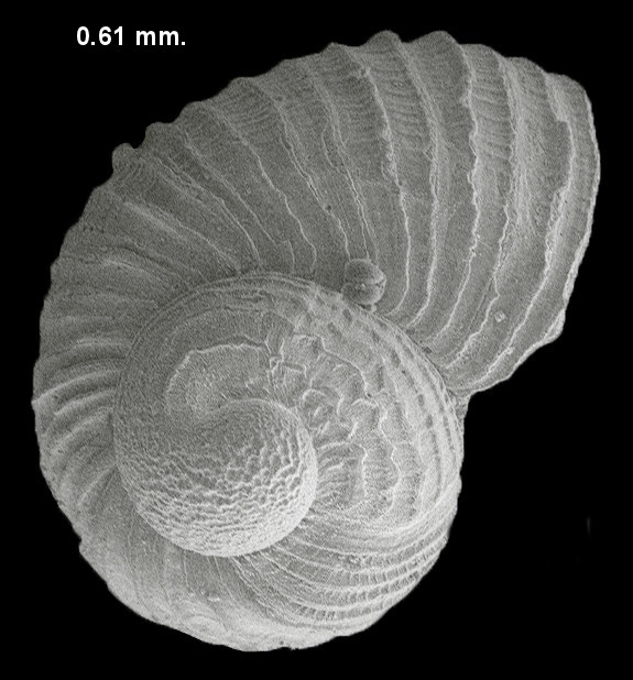 Megalomphalus pilsbryi (Olsson and McGinty, 1958) Pilsbry’s Macromphaline