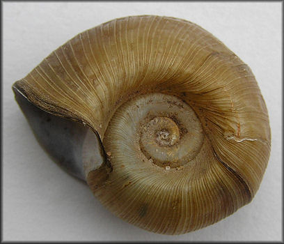 Planorbella pilsbryi (F. C. Baker, 1926) File Rams-horn