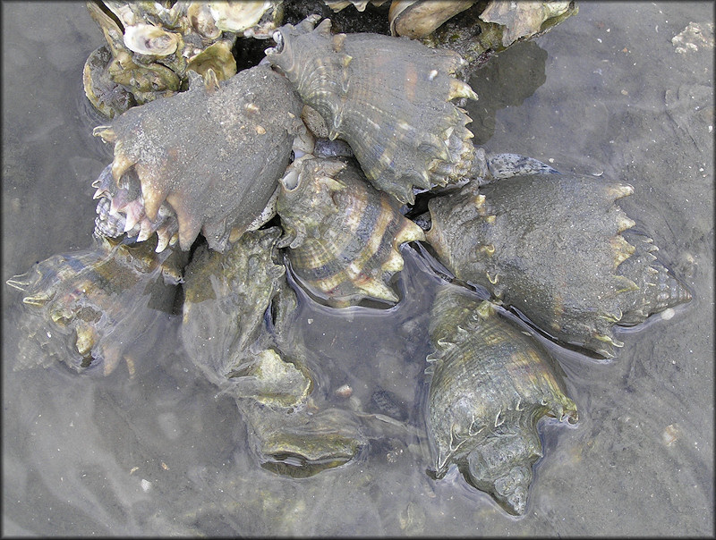 Melongena corona (Gmelin, 1791) Mating Aggregation