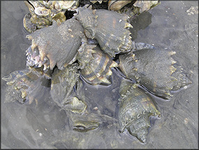 Melongena corona Mating Aggregation