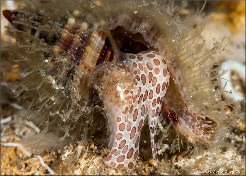 Cymatium (Monoplex) pileare (Linnaeus, 1758) Juvenile Western Atlantic