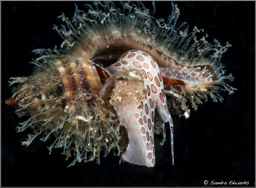 Cymatium (Monoplex) pileare (Linnaeus, 1758) Juvenile Western Atlantic