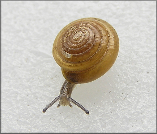 Ventridens pilsbryi Hubricht, 1964 Yellow Dome