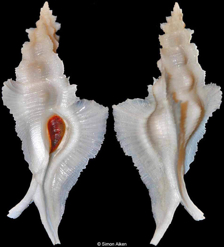 Pterynotus alatus (Röding, 1798)