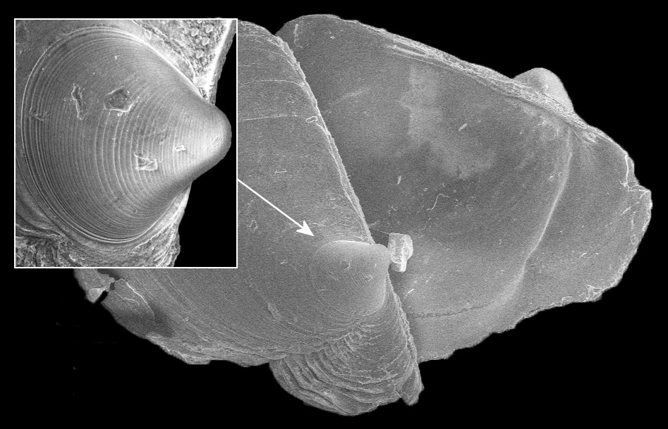 Pinctada imbricata imbricata Röding, 1798 Atlantic Pearl-oyster