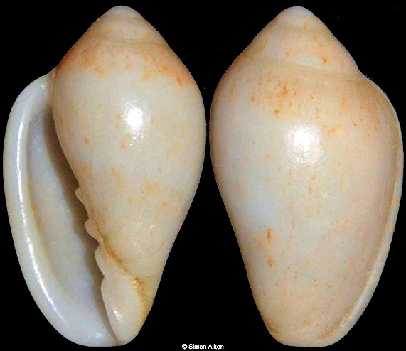 Marginella piperata Hinds, 1844 Sinistral