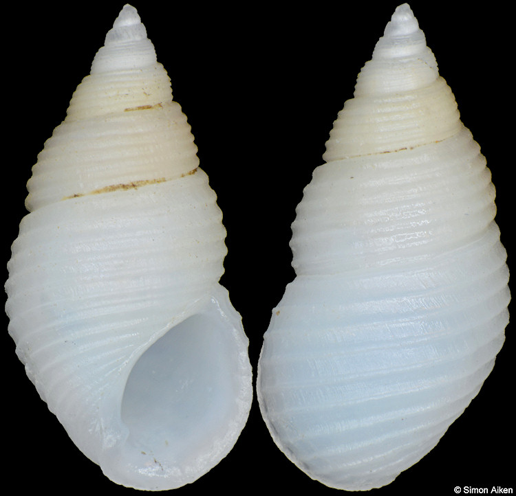 Planaxis suturalis E. A. Smith, 1872