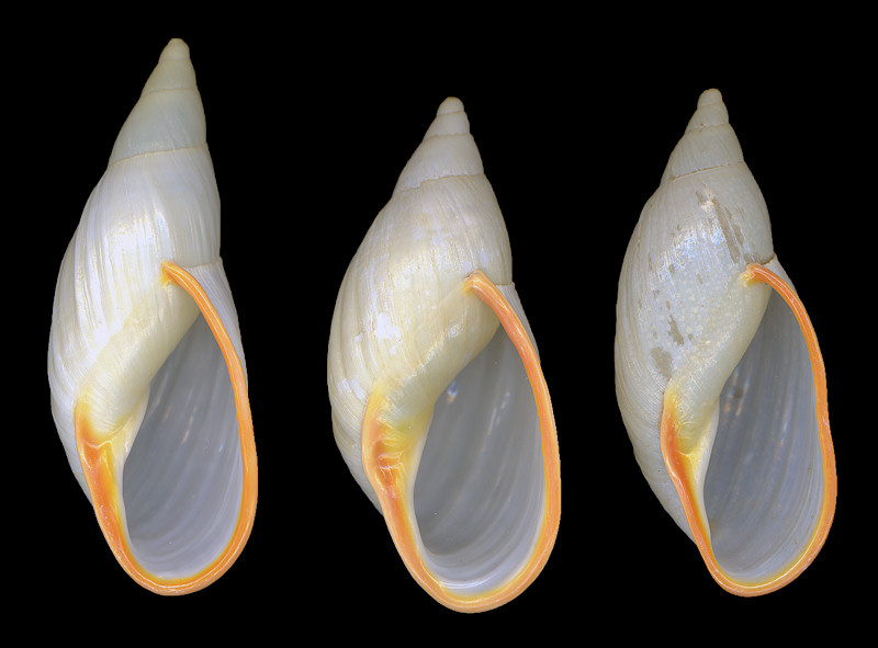 Placostylus miltocheilus (Reeve, 1848)