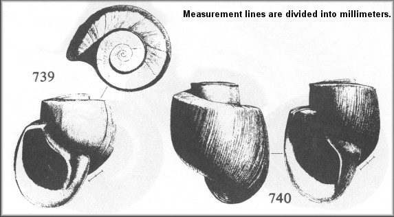 Planorbella duryi & Planorbella scalaris Comparison