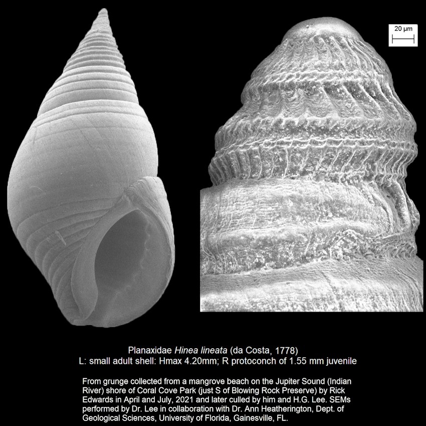 Hinea lineata (da Costa, 1778) Dwarf Planaxis