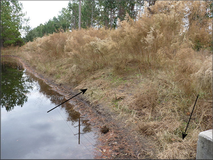 The two locations where the thirteen Daedalochila auriculata were released