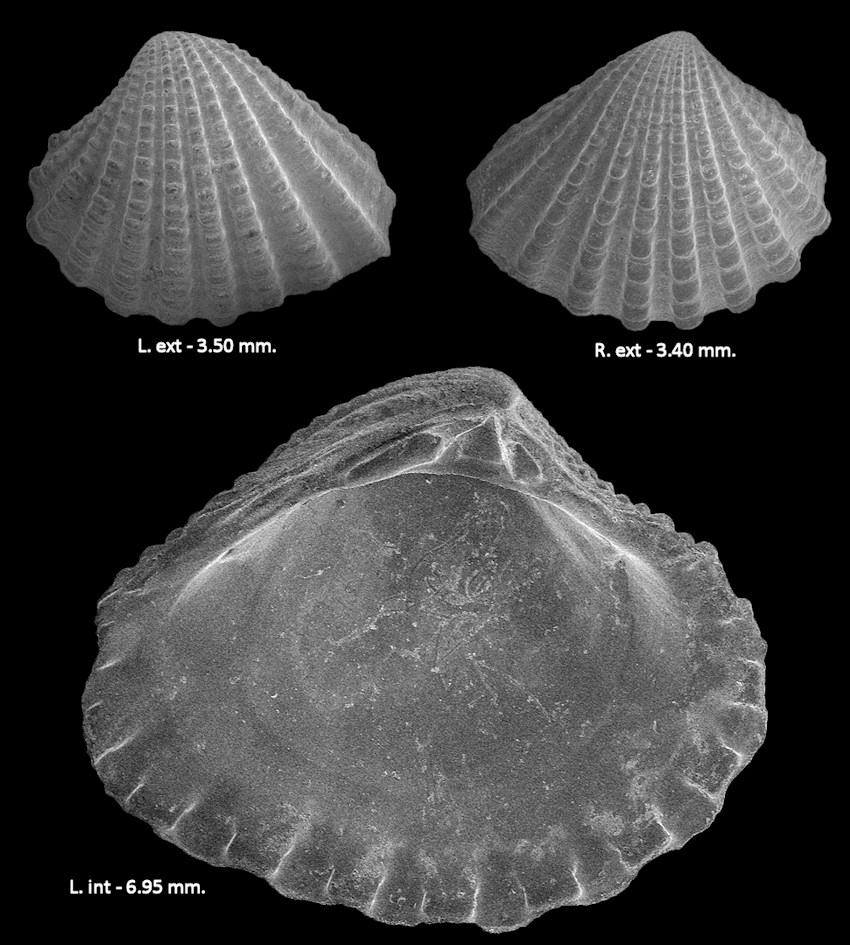 Pleuromeris decemcostata Conrad, 1867