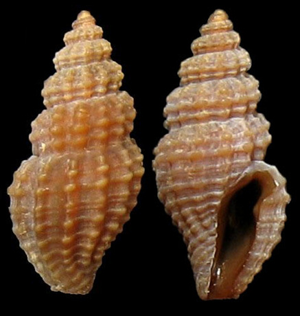 Pyrgocythara plicosa (C.B. Adams, 1850) Plicate Mangelia