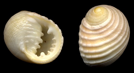 Nerita plicata Linnaeus, 1758